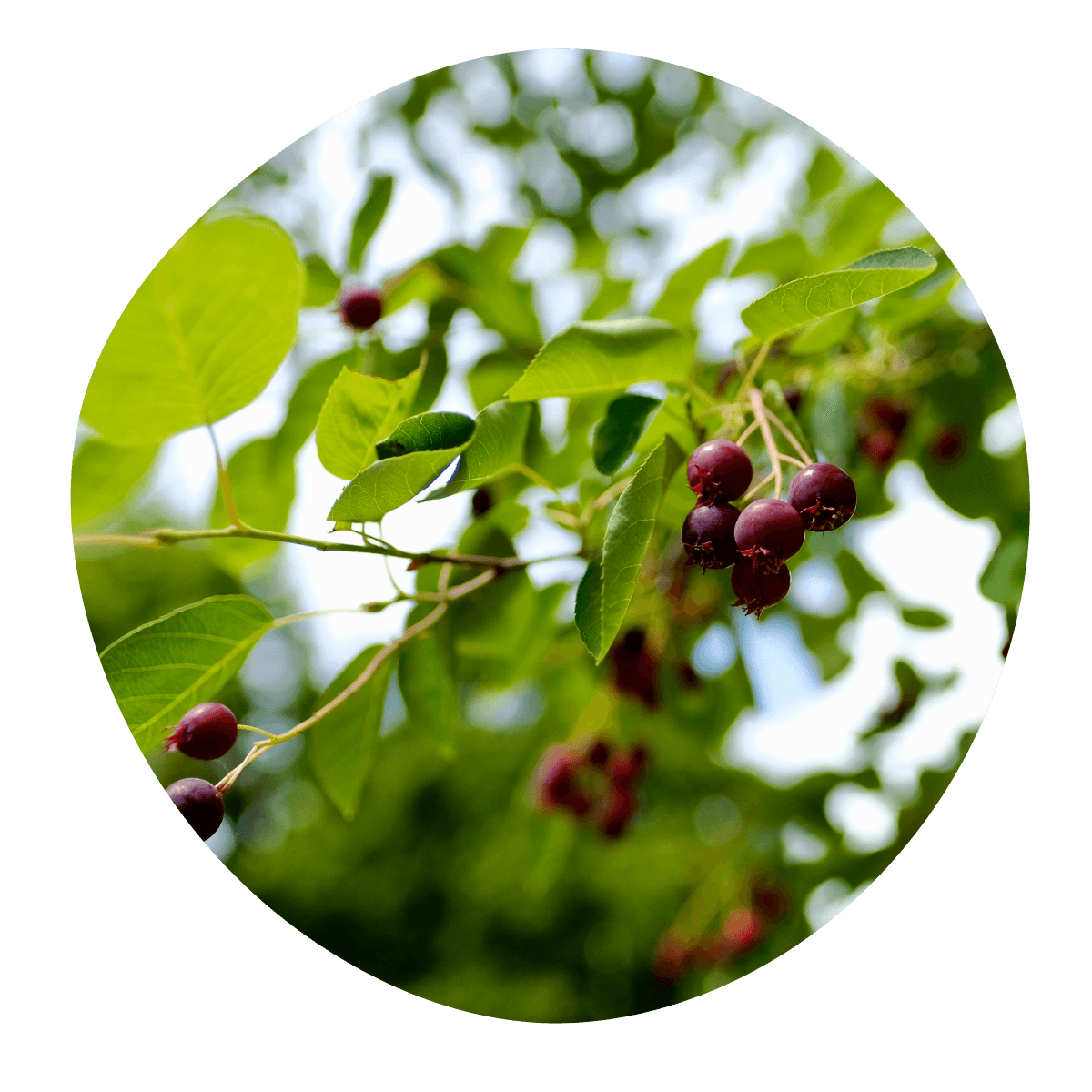 Muchovník Lamarckov Ballerina